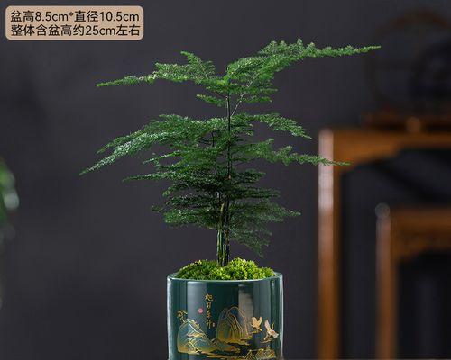 文竹花语——传递美好寓意的绿色使者（探索文竹花语的深刻意义与象征）