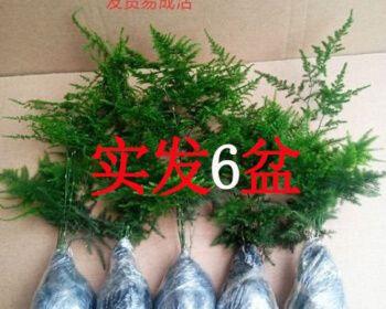 文竹花语——传递美好寓意的绿色使者（探索文竹花语的深刻意义与象征）