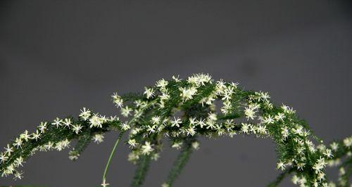 文竹开花的神奇之谜（揭开文竹开花背后的奥秘）