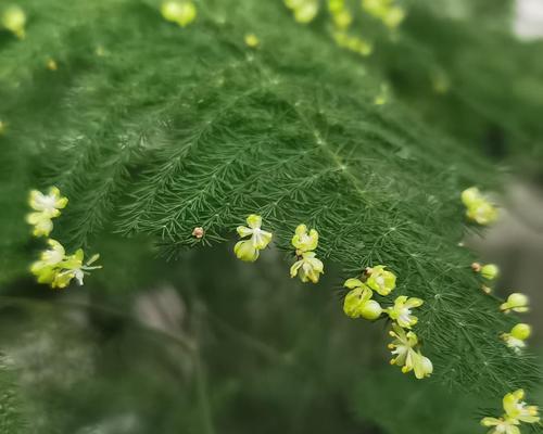 文竹开花的神奇之谜（揭开文竹开花背后的奥秘）
