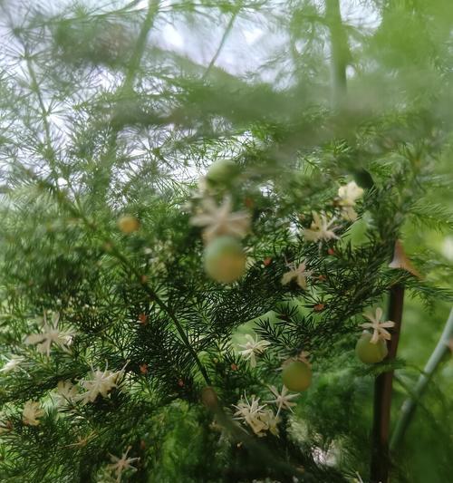 文竹开花的寓意——希望与变革（触发希望之花绽放的关键——挑战与成长）