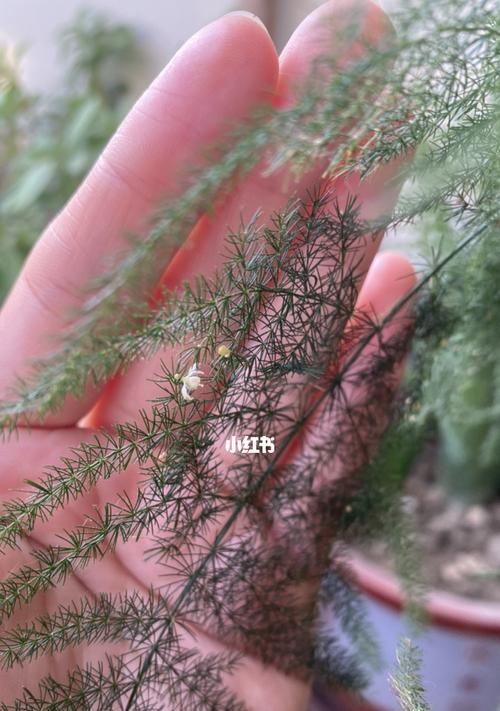 文竹开花的寓意——希望与变革（触发希望之花绽放的关键——挑战与成长）