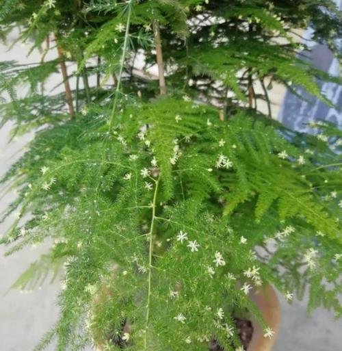 文竹开花的寓意——生命的奇迹（探寻文竹开花的意义与象征）