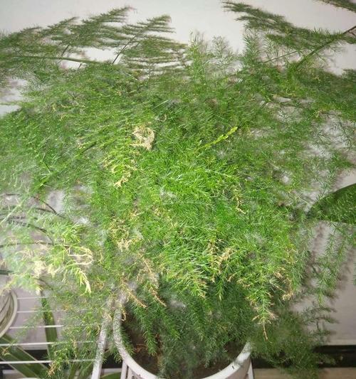以文竹爬的高的寓意（挑战极限）