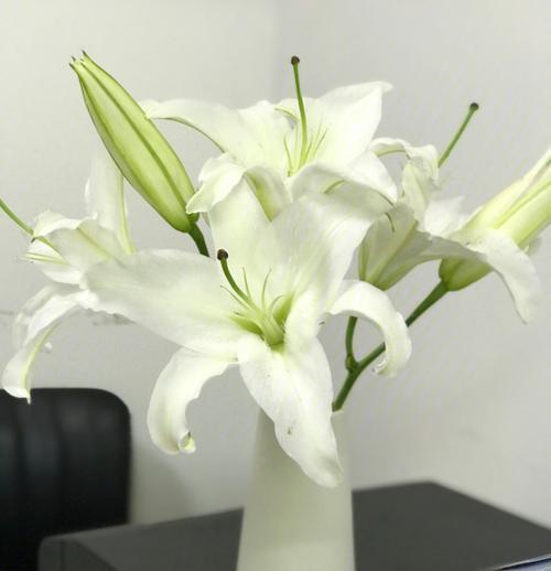 西伯利亚百合花（探寻西伯利亚百合的花语之美）