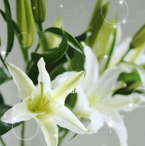 西伯利亚百合花（探寻西伯利亚百合的花语之美）