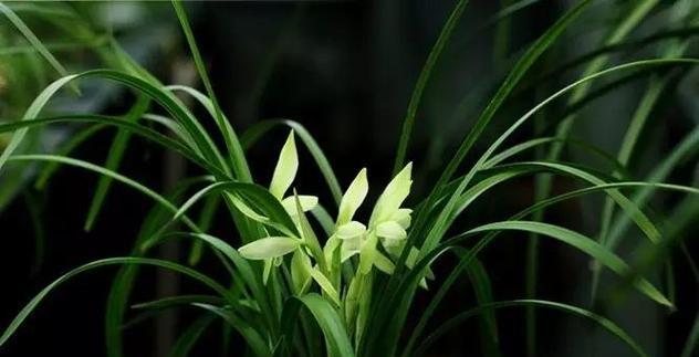 夏兰花（夏兰花的花语）