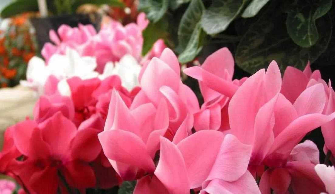 仙客来花语之美——传递真挚的情感（以仙客来花的花语为主题）