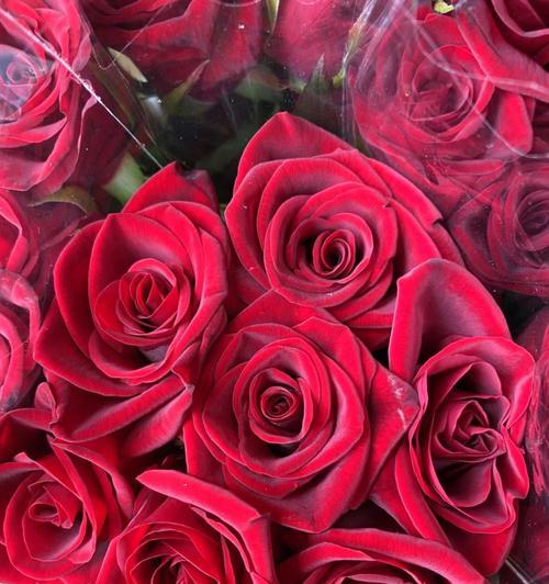 13朵玫瑰花的意义与象征（玫瑰花的各种寓意和表达方式）