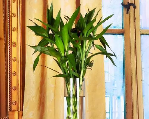 卧室绿植之美——为你介绍适合养在卧室的花和植物（打造舒适空气）