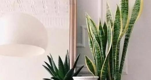 卧室绿植之美——为你介绍适合养在卧室的花和植物（打造舒适空气）