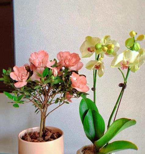 卧室绿植之美——为你介绍适合养在卧室的花和植物（打造舒适空气）
