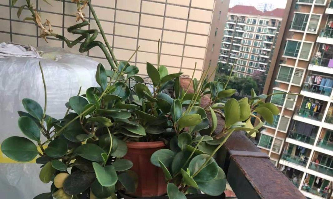 卧室阳台的理想花卉种植（打造温馨宜人的居家环境）