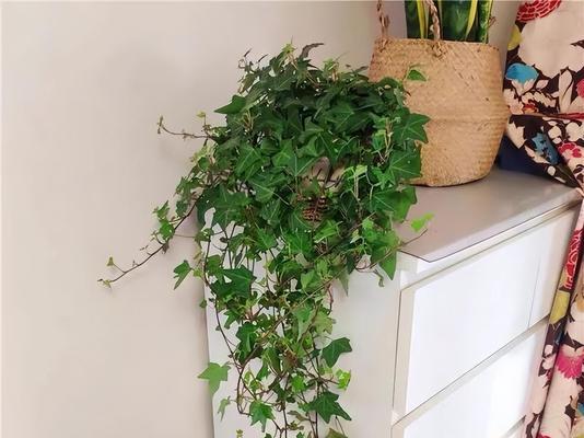 卧室养什么植物旺财（15种适合卧室的旺财植物大揭秘）