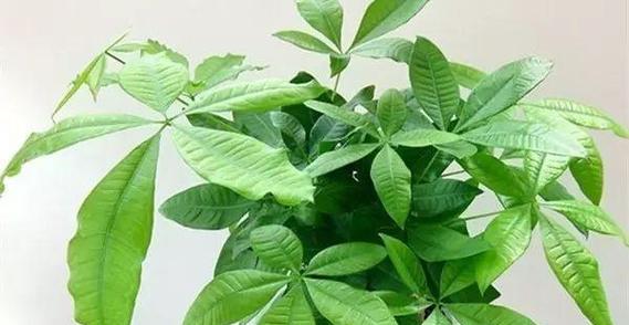 卧室养什么植物旺财（15种适合卧室的旺财植物大揭秘）