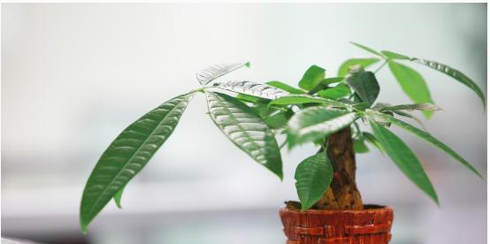 卧室养什么植物旺财（15种适合卧室的旺财植物大揭秘）