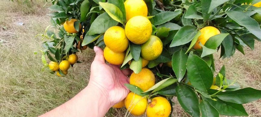 沃柑成熟季节解析（探讨沃柑成熟的时间和特点）
