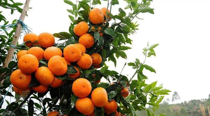 沃柑成熟季节解析（探讨沃柑成熟的时间和特点）
