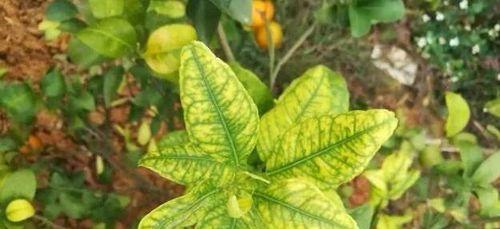 沃柑黄叶病的治疗方法和药物选择（探究沃柑黄叶病的发生原因和症状）
