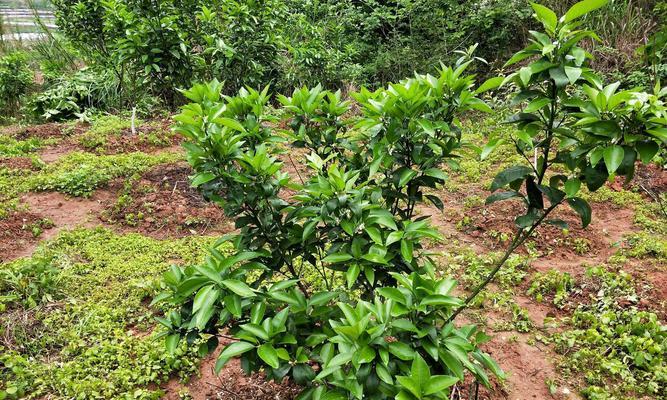 沃柑开花结果时间及栽培技巧（了解沃柑开花结果时间的重要性）
