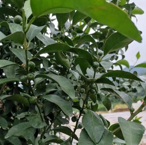 沃柑落果处理方法（避免浪费）
