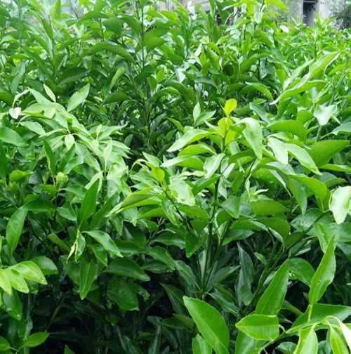 沃柑种子种植指南（从选购到收获）