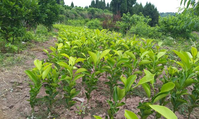 沃柑种子种植指南（从选购到收获）