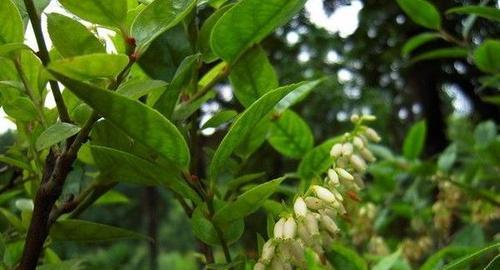 乌饭树的养殖方法与注意事项（打造优质乌饭树种植园——从种植到营养要点的全面指南）