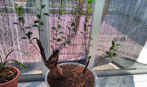 乌饭树的养殖方法与注意事项（打造优质乌饭树种植园——从种植到营养要点的全面指南）