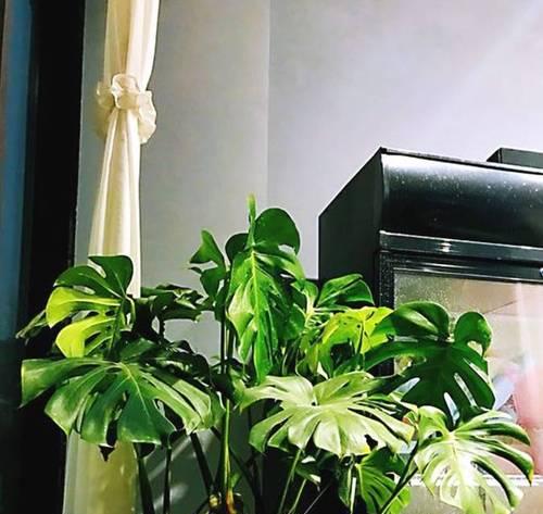 乌龟水可否浇花（探究乌龟水对植物的影响）