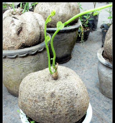 乌龟水可否浇花（探究乌龟水对植物的影响）