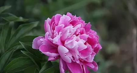 探寻乌鲁木齐市花的意义（了解乌鲁木齐市花的种类和象征）