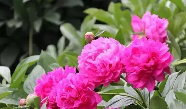 探寻乌鲁木齐市花的意义（了解乌鲁木齐市花的种类和象征）