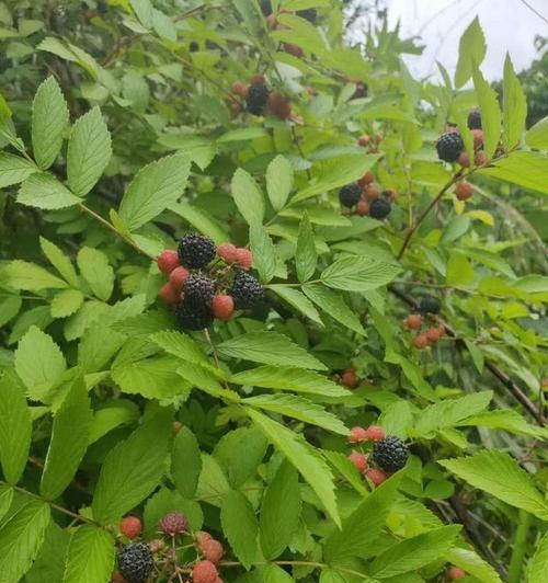 乌梅成熟季节剖析（品尝酸甜滋味领略果树变化）
