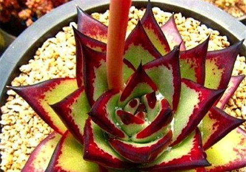 乌木叶插方法详解（了解乌木叶插方法）