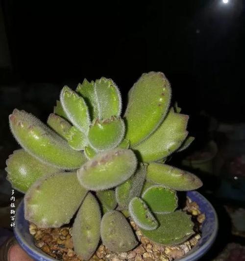 乌木叶插方法详解（了解乌木叶插方法）