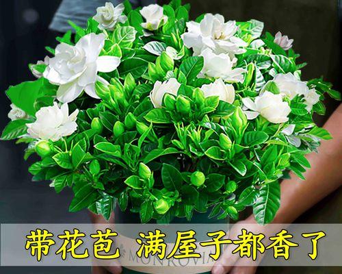 冬天屋里适合养什么花（为你推荐5种冬季室内养花品种）