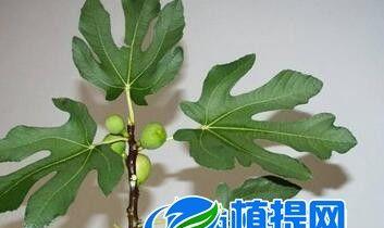 如何储存无花果（保存无花果的技巧和注意事项）