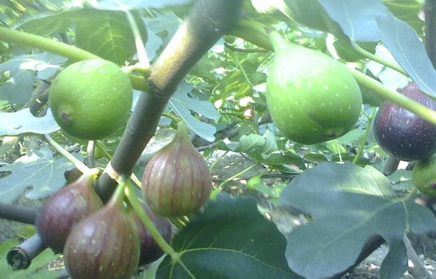无花果生长地方条件及适宜环境的详解（无花果种植最适宜的地理位置和栽培条件）