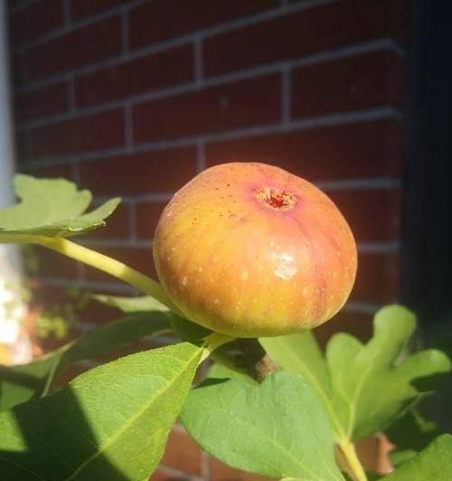 无花果果实类型的分类与特点（探究无花果种类的差异及食用特点）