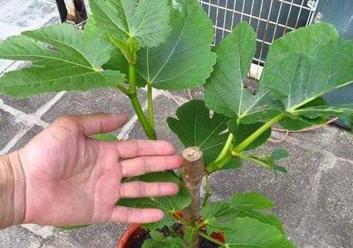 无花果环剥最佳时间与技术方法探究（揭秘无花果环剥的窍门）