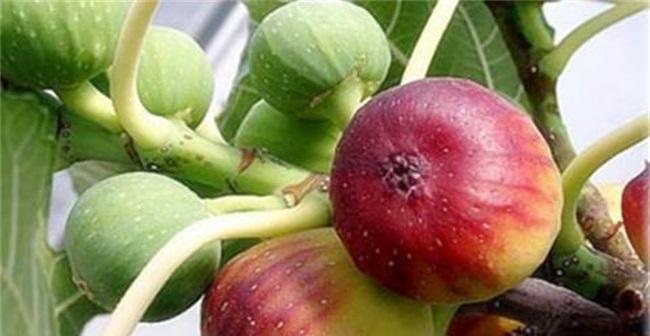 无花果落果的原因剖析（探究无花果落果的成因及防治方法）