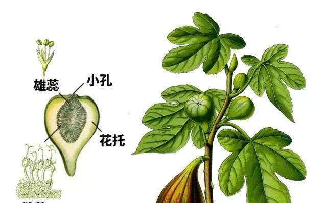 无花果的养护与晒伤防护（阳光晒不过无花果）
