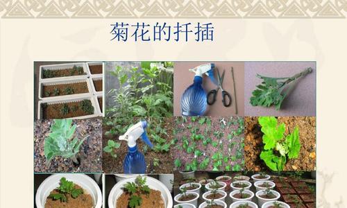 无花果扦插方法详解（揭秘无花果扦插的最佳时间和技巧）