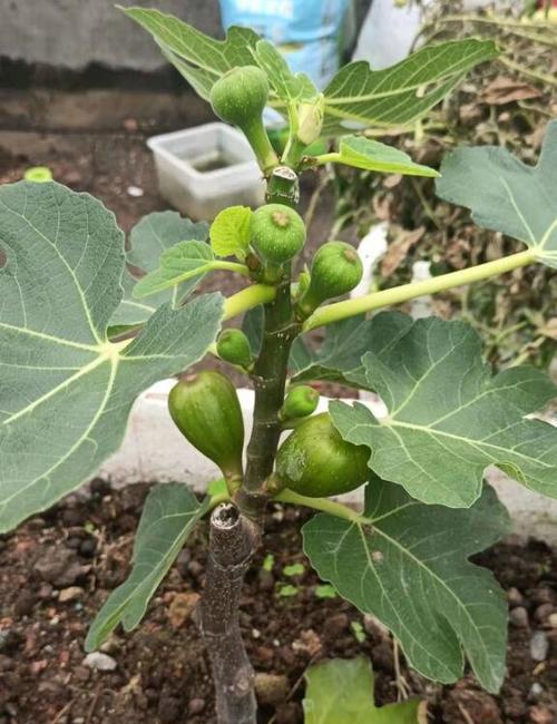 无花果生长的适宜温度（探究无花果生长所需的温度范围及影响因素）