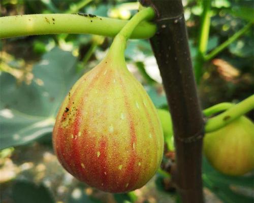 无花果栽种须知（什么时候种植最合适）