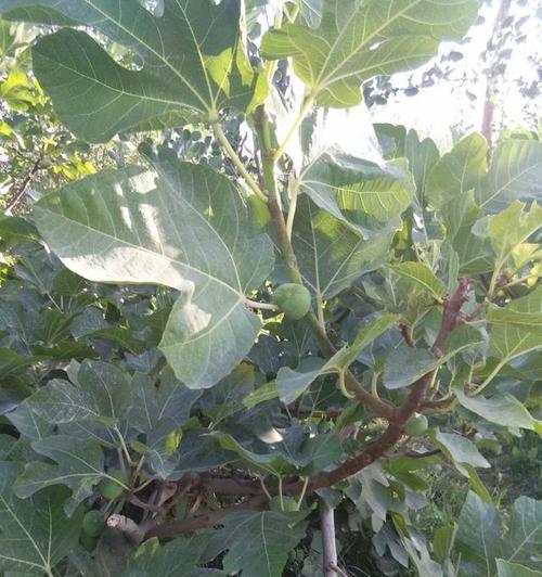 无花果种植时间选择技巧（掌握最佳种植时间）