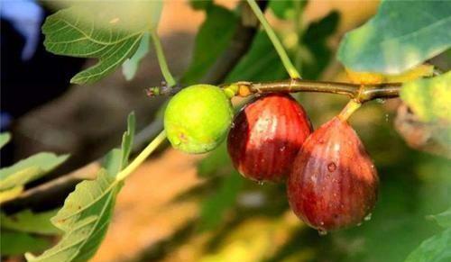 无花果的花序类型及特点（探究无花果的隐头花序结构及生长特征）