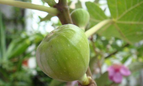 无花果的花序类型及特点（探究无花果的隐头花序结构及生长特征）