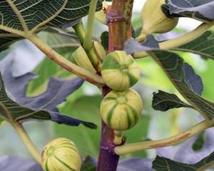 无花果不是种子植物（探究无花果的分类和生长方式）